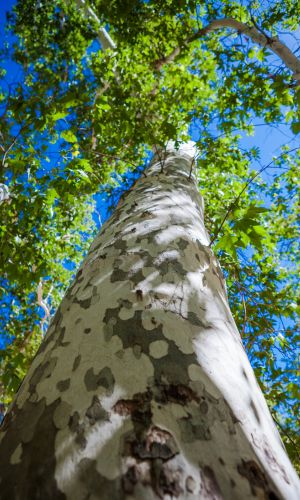 sycamore tree